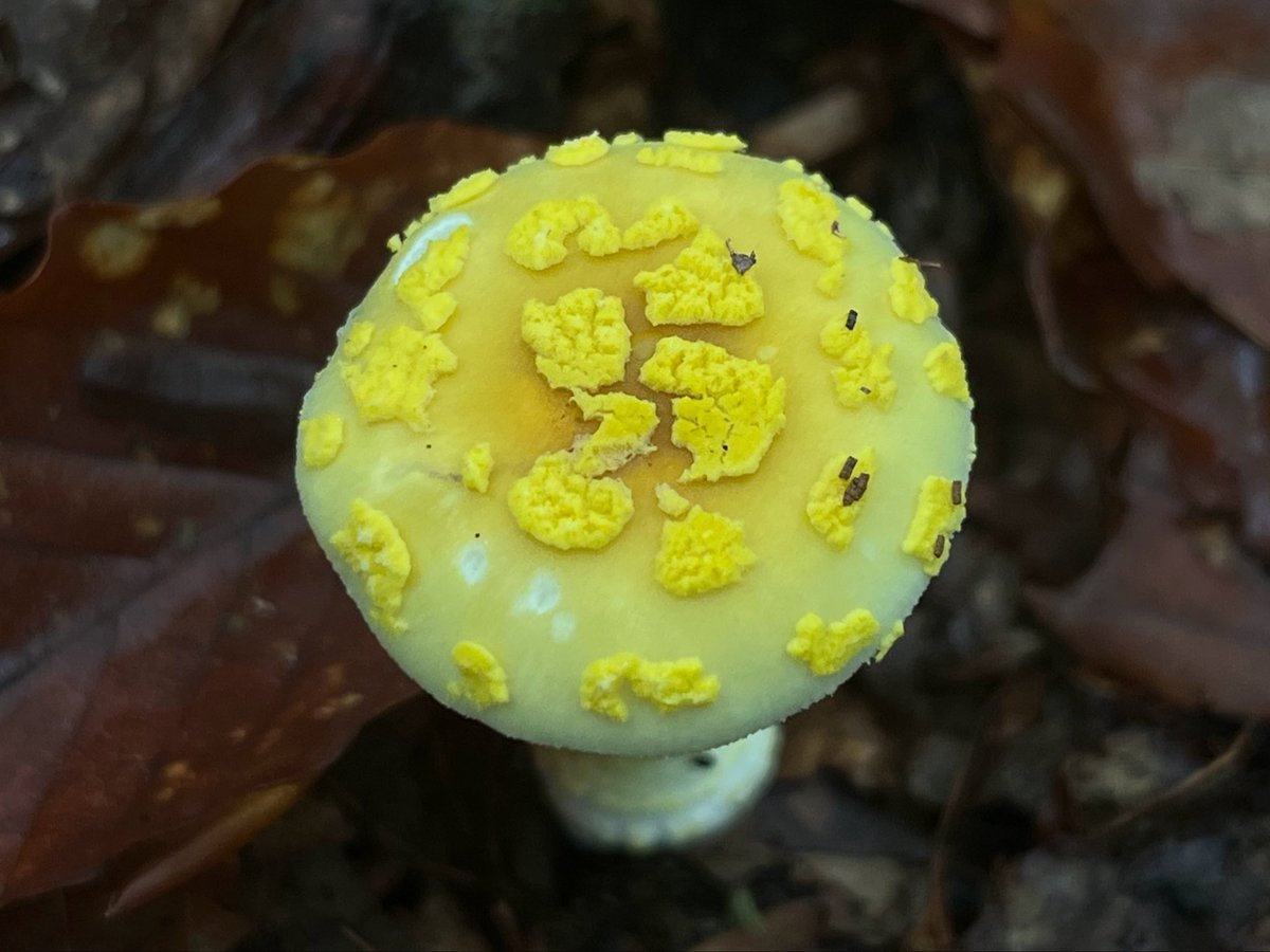 SERKIS きのこ きのこの精 on X