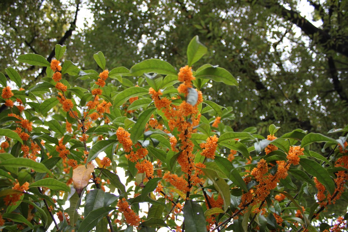 今日のイチオシは #キンモクセイ（金木犀）です。この香りをかぐと秋が