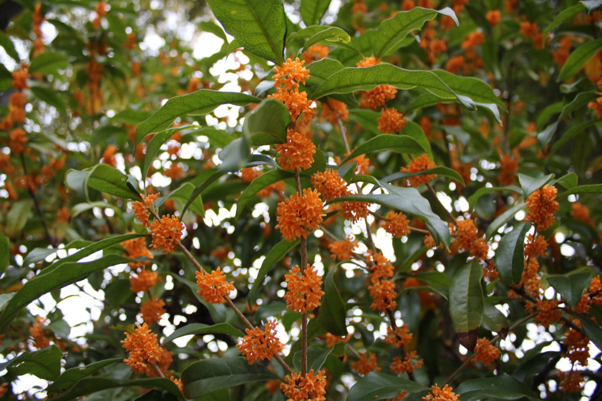 今日のイチオシは #キンモクセイ（金木犀）です。この香りをかぐと秋が