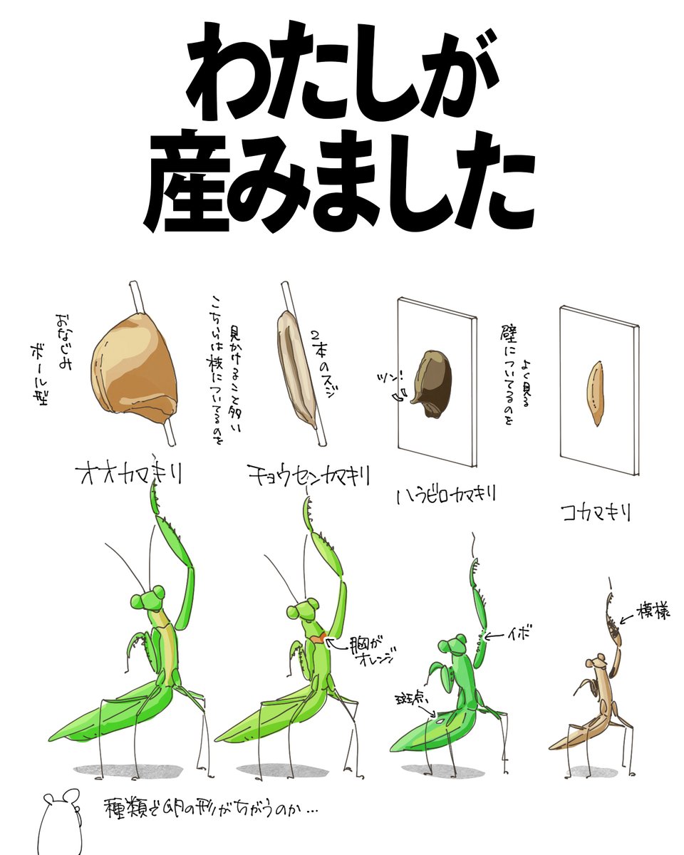 自然ガイドのネタ帳 tweet media