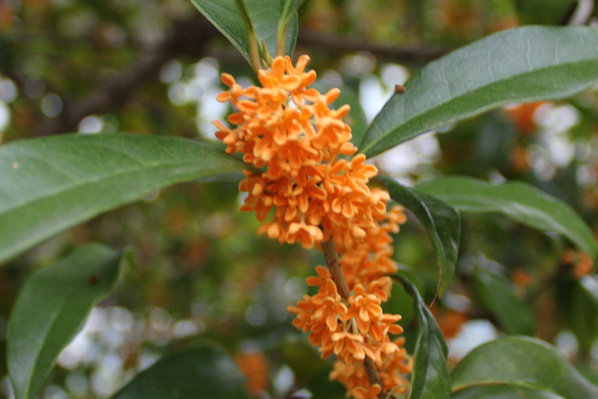 向島百花園 on X