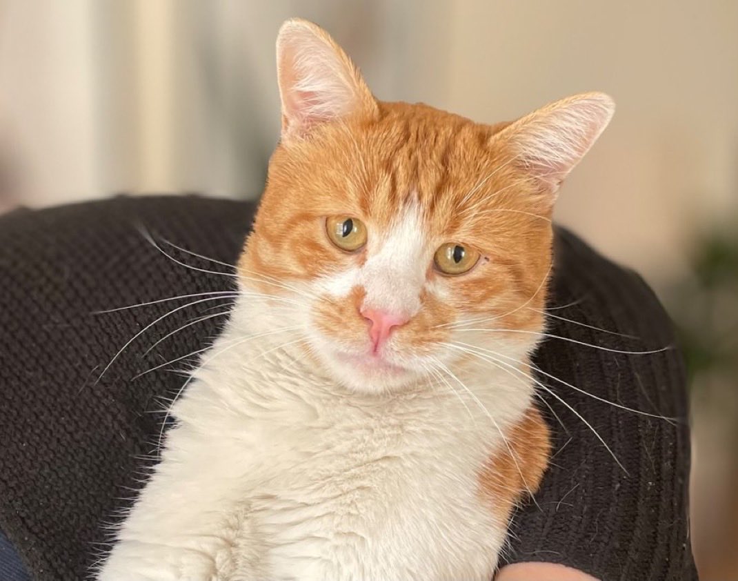 Tavuk aşkı 10/10 (doymuyor)
Balık kokulu ağız 10/10 (mis gibi)
Gürültü kapasitesi 0/10 (miyavlayamıyor)
Gurlama karın açma 10/10 (sevgi böceği)
Gülümseme 0/10 (hep ciddi, hep gariban)
Kısır, aşılı, çipli, 3 yaşlarında oğlana ömürlük yuva! Kaçırma Ankara😻05053036356

<a href="/Mantovank1/">Mantovank</a>