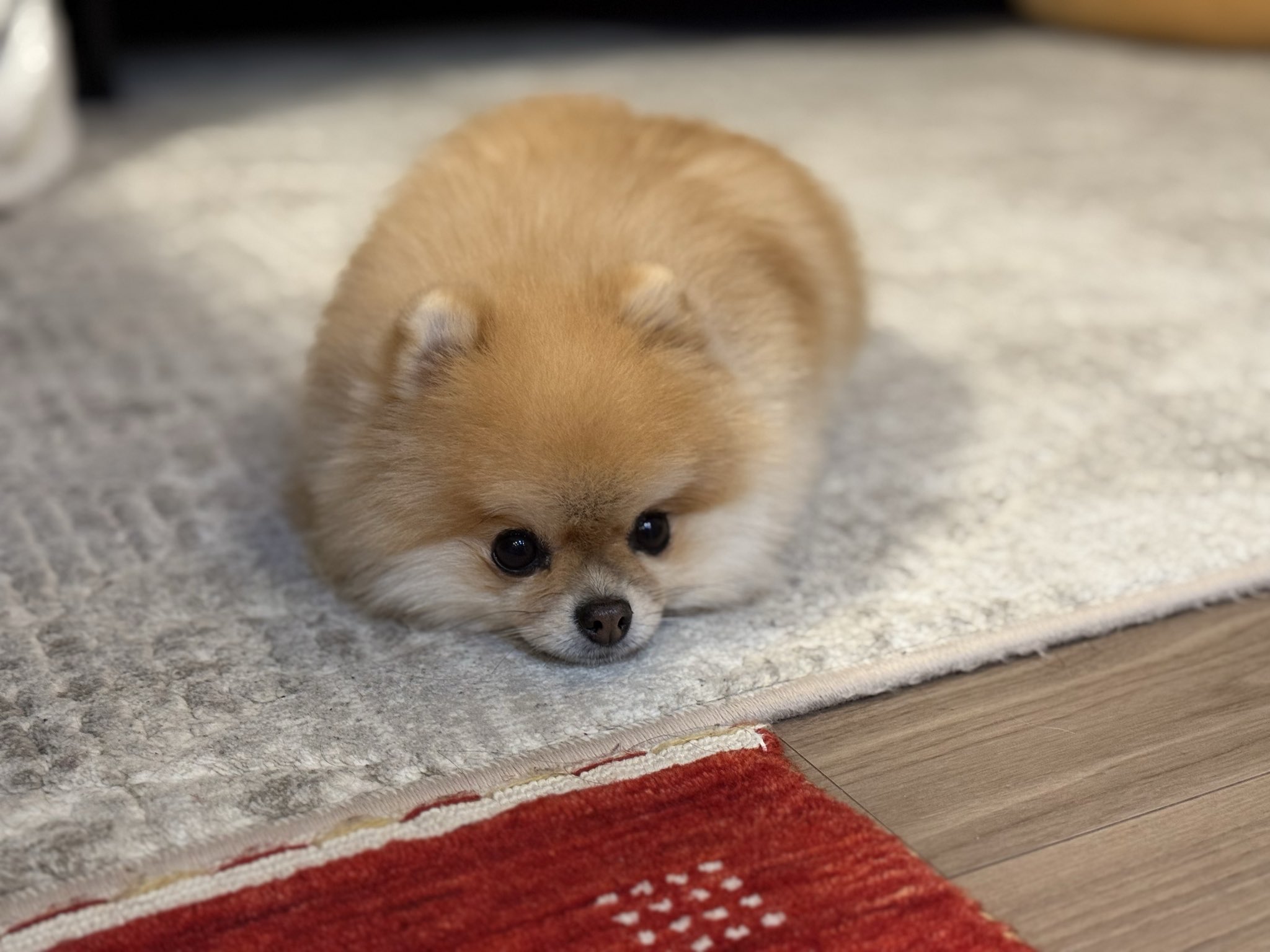 ぱぴこページ ぱぴこ (@inucococo) / X