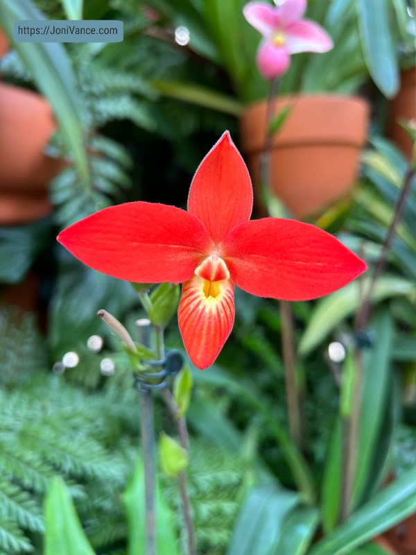 Made you a PBnJ...Pause...Breathe...nJoy.© Praying you know how much God loves you. JoniVance.com