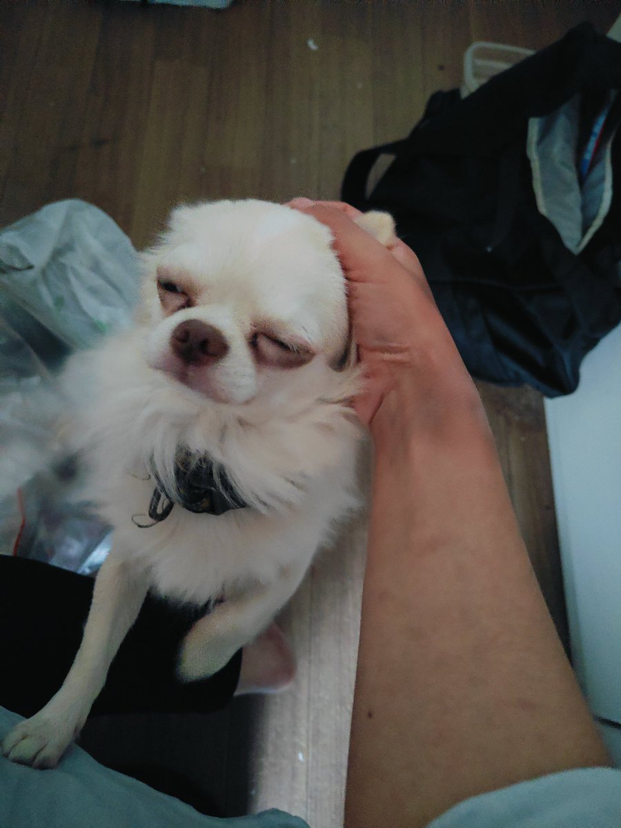 久々家に帰ったら電気の付け方も判らなくなってる。子供が快適に生活してるなら良いけど人が生活してる臭いじゃない。コンクリ臭い。家に帰りたいけど居場所無く感じる弱気な母。犬も帰りたいって鳴く。#親離れしたい子供 #子離れしたくない母 #ペット第一 #選択間違えた？ #いつでも育児は難しい