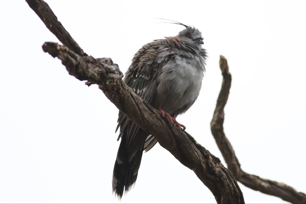 A Crested Pigeon not looking all that excited about the rain. #birds #brucebirdlife