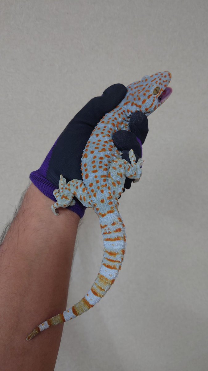 hachu260303's tweet image. SBSの夜じゃん〜
あとから見よう
うちの35cmタイランドトッケイ、婿入り先募集中です
家族に優しく人間に厳しいやつです