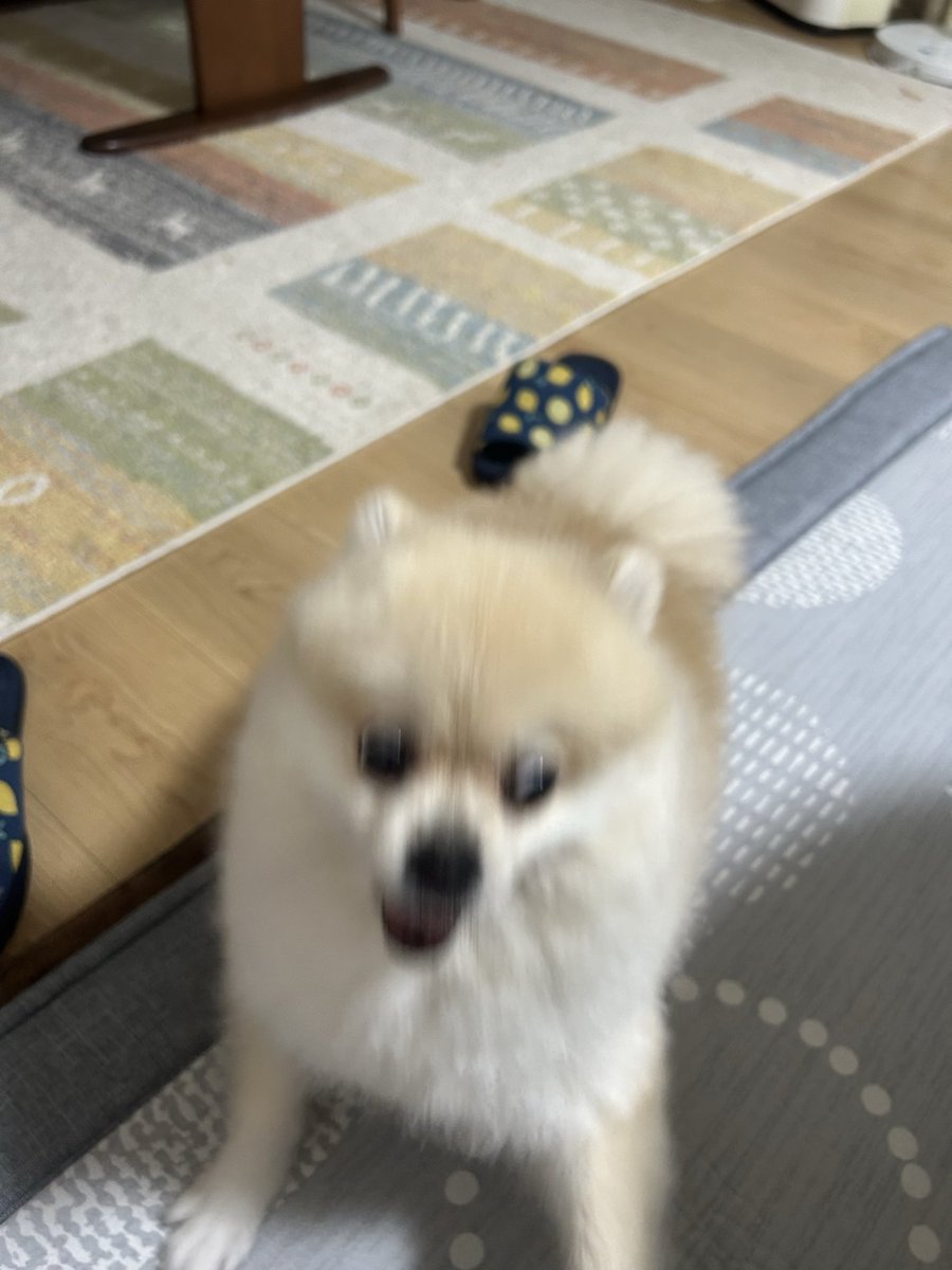 爆走ポメラニアンきなこ (@kinako0309POME) / Posts / X