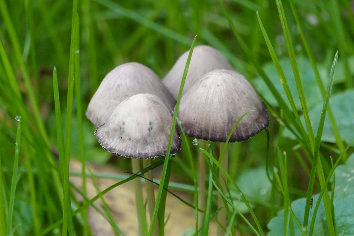 Goedemorgen. Herfst en paddenstoelen dat levert heel veel foto’s op. Dus ook vandaag weer “paddo” spam. Met druppeltje. Kom alleen niet achter de naam, al mijn zoekopdrachten zeggen iets anders. Dus als jij t weet hoor ik het graag. Fijne dinsdag.