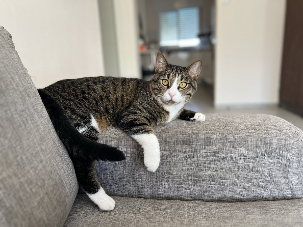 פיתה החתול השמן מדגמן!
שתדעו שהוא גם קצת דברן לא קטן..

#להחמידאתהפיד

ולמי שתהו, כן זה פיתה החתול ויש גם את פיתה הכלבה 🥰