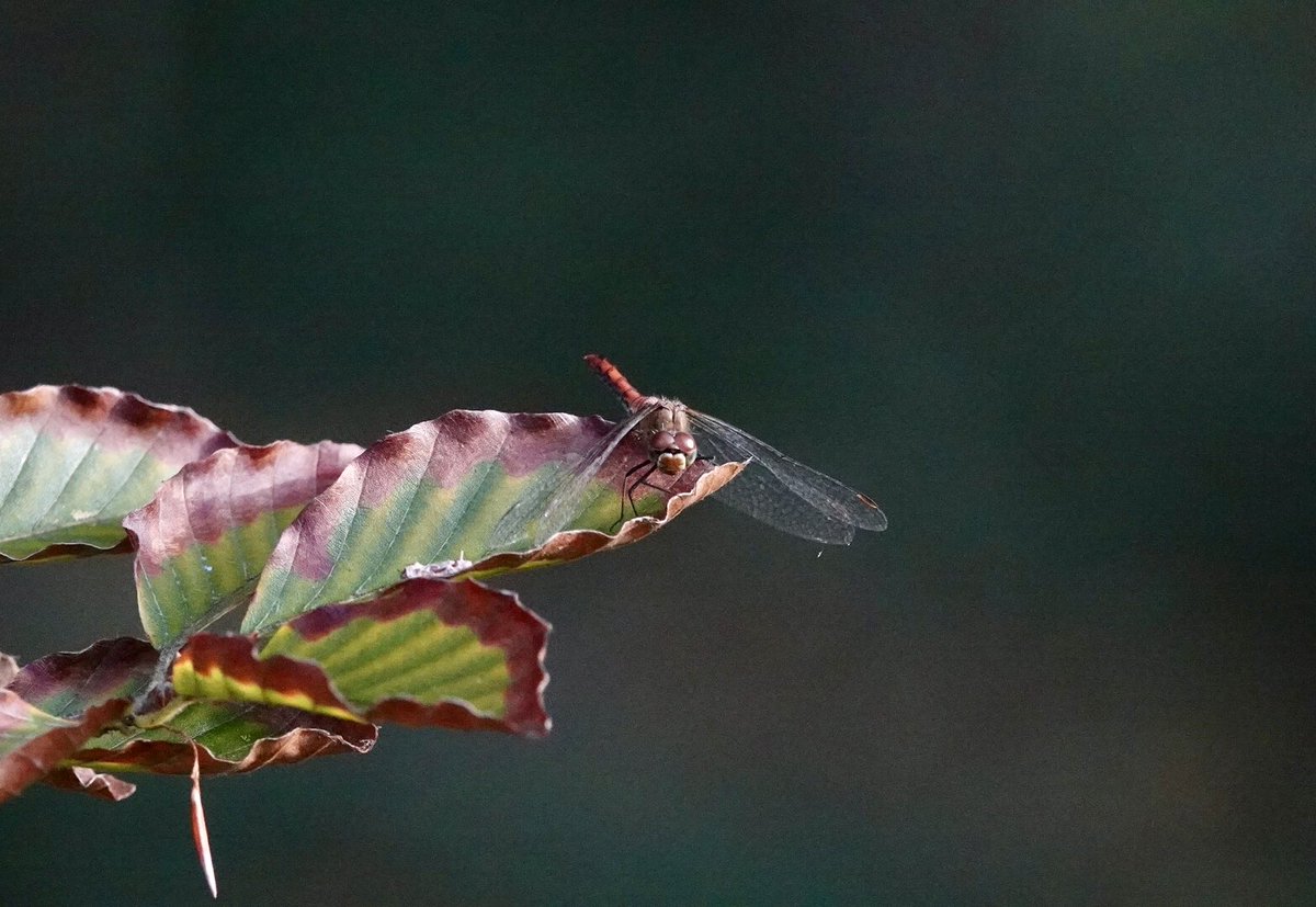 #fot_O_ktober #herfstbladeren <a href="/jolandabrwr/">JoLaNDa_hobbyfotograaf</a>