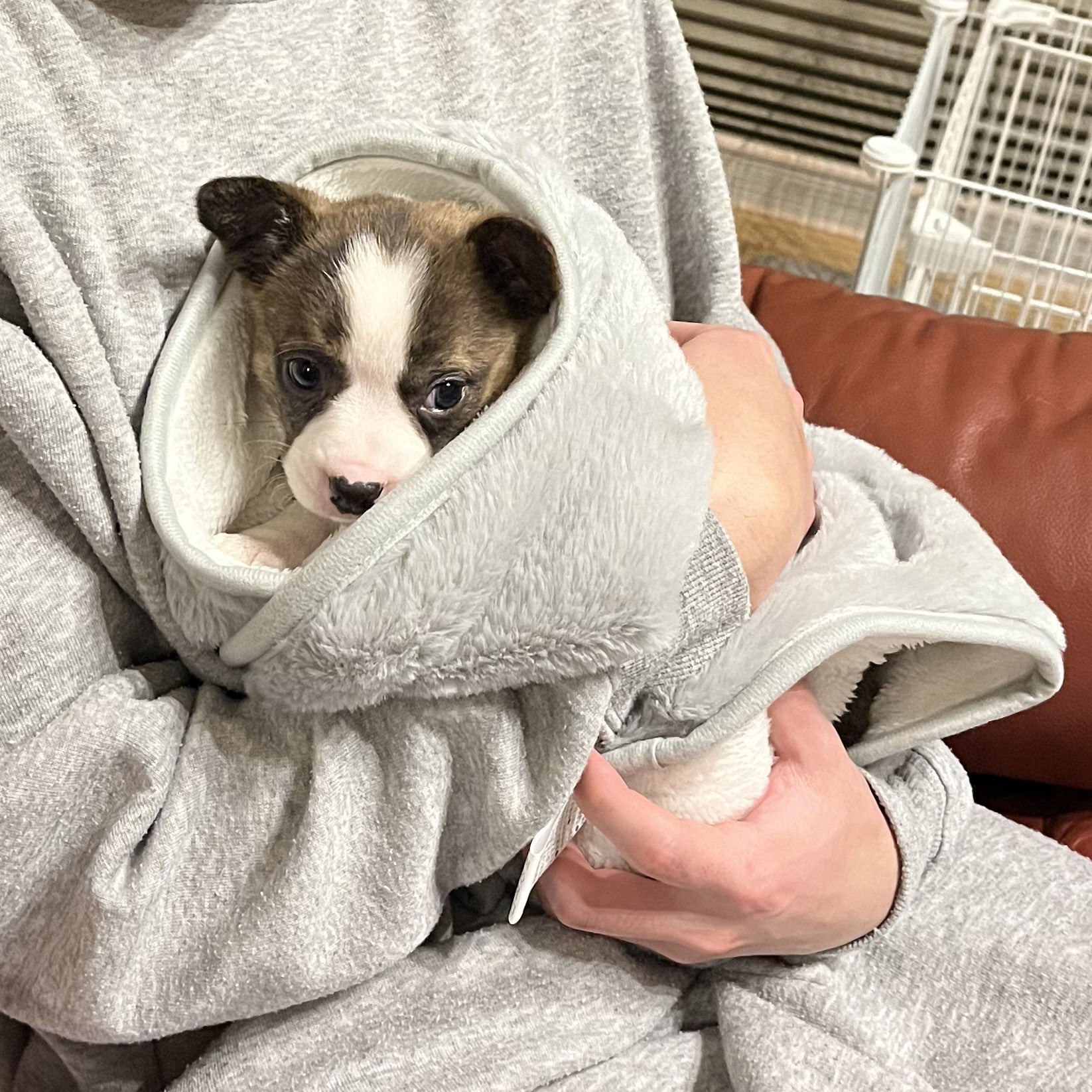 ちゃちゃまる - Search / X