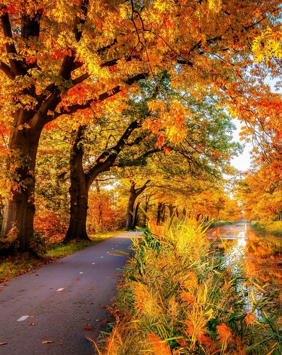 LoveSongs4Peace's tweet image. Tree-lined small autumn road through a forest, beside a serene river near Wokingham in England, UK  🏴󠁧󠁢󠁥󠁮󠁧󠁿🇬🇧