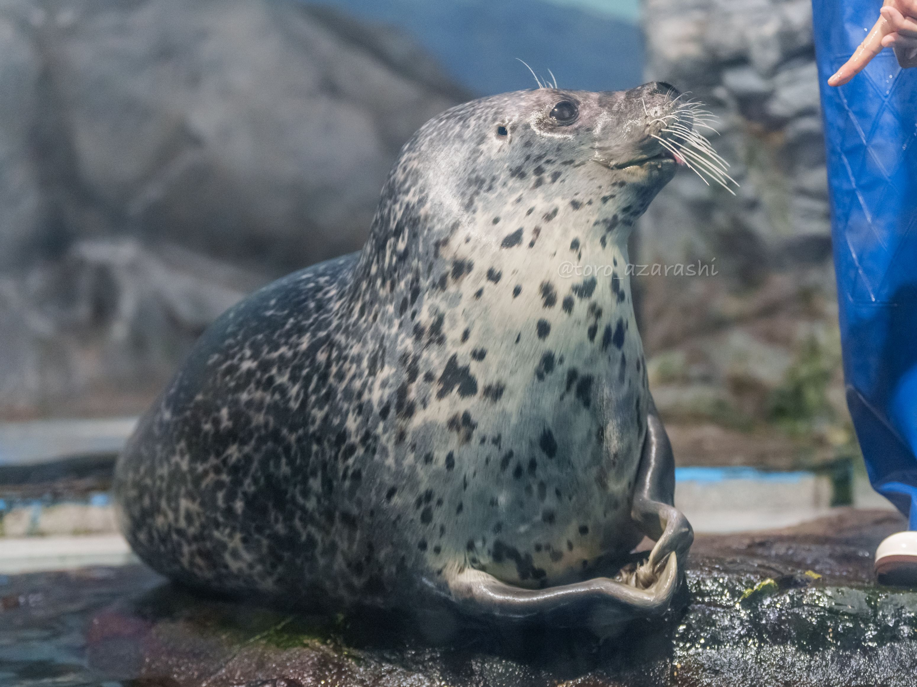 巳の日☆白蛇頭と亀の甲羅と金運を呼ぶフクロウ の超最強波動オルゴナイトオブジェ 巳の日☆白蛇頭と亀の甲羅と金運を呼ぶフクロウ の