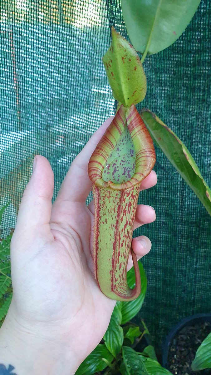 Maxx_Chee's tweet image. After being neglected and losing a few plants when I was couch bound some of my #nepenthes are springing back to life and producing some nice pitchers now they're getting regular care again