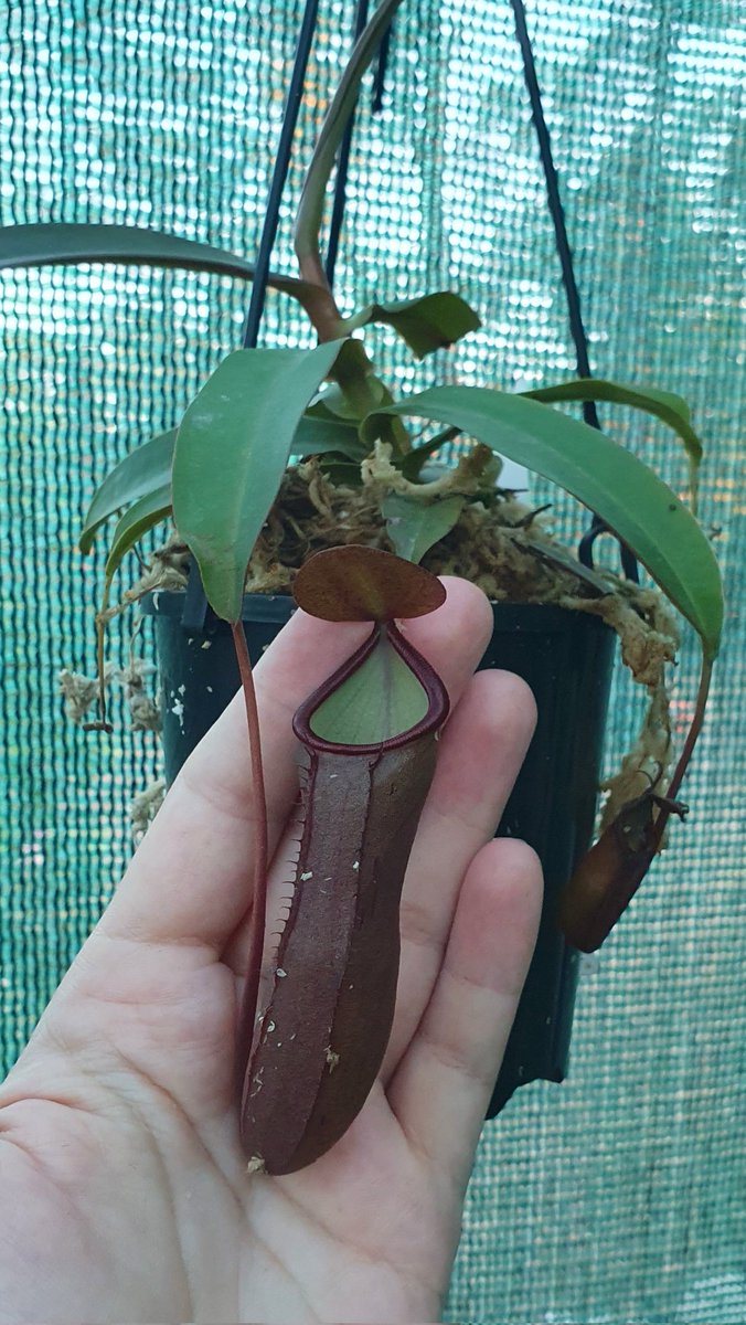 Maxx_Chee's tweet image. After being neglected and losing a few plants when I was couch bound some of my #nepenthes are springing back to life and producing some nice pitchers now they're getting regular care again