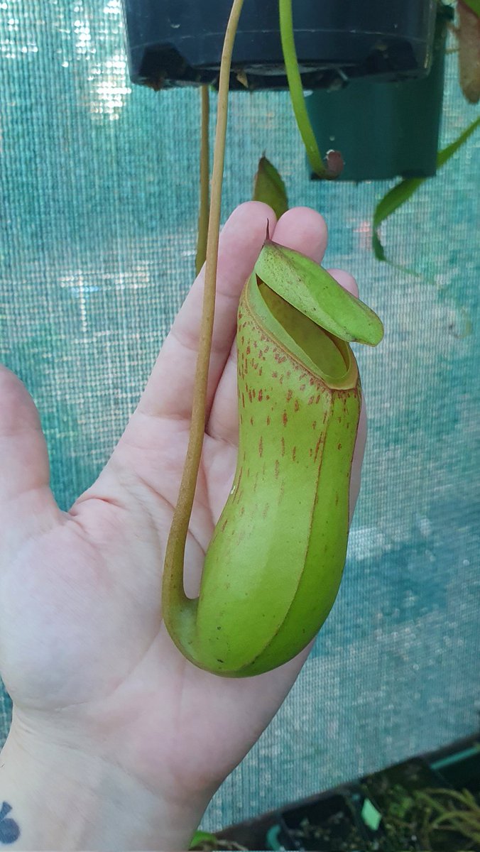 Maxx_Chee's tweet image. After being neglected and losing a few plants when I was couch bound some of my #nepenthes are springing back to life and producing some nice pitchers now they're getting regular care again