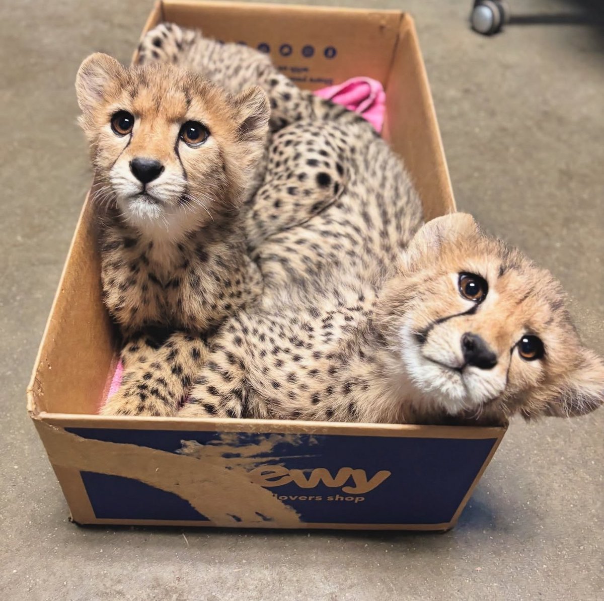 splorting's tweet image. Box of cheetos