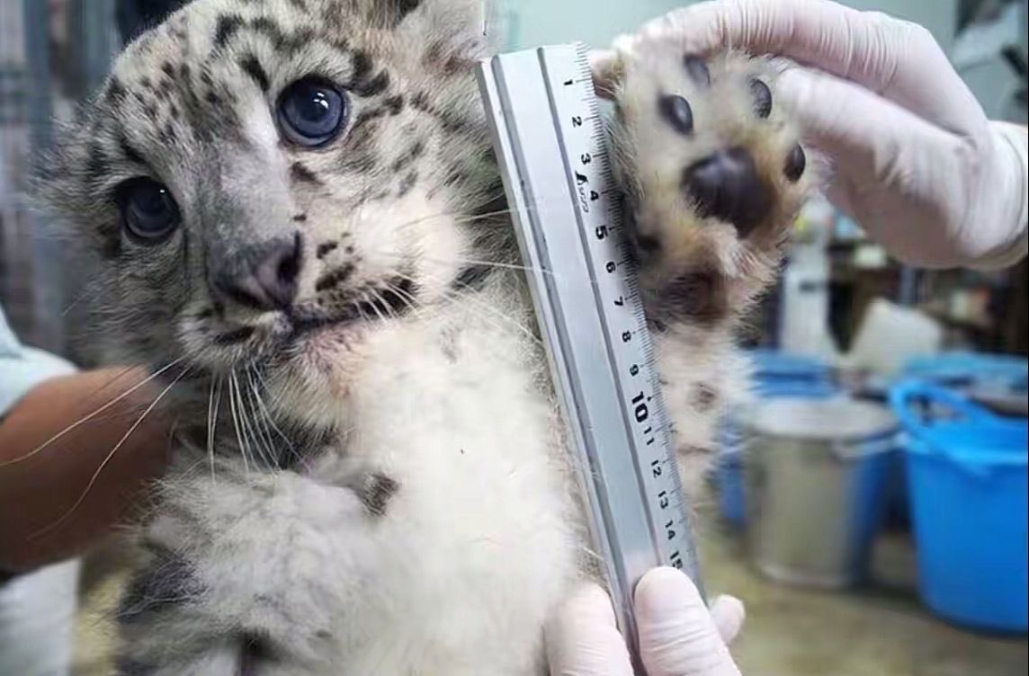 bigcatburger's tweet image. Dream job