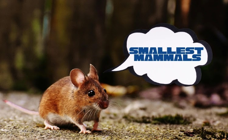 usopman_blog's tweet image. Barely bigger than a bumblebee, the Etruscan shrew and bumblebee bat are the world’s smallest mammals, each weighing less than a teaspoon of sugar.
#smallest #animals #mammals
Read more here👇
usopman.com/2025/10/smalle…
