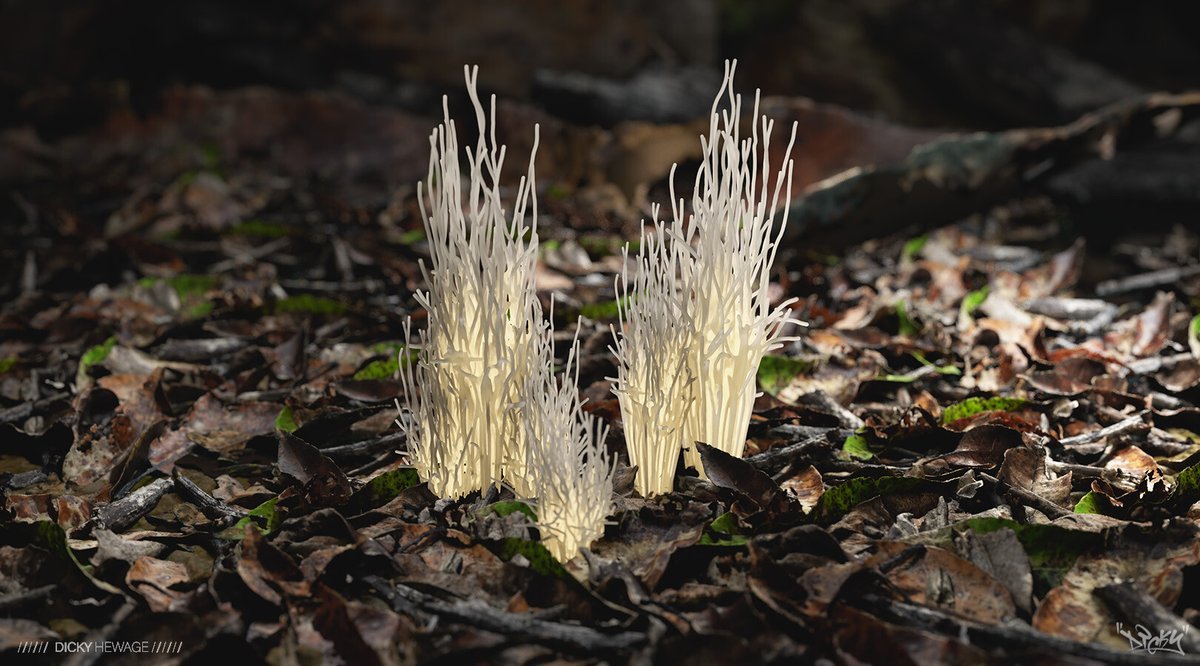 DickyHewage's tweet photo. This is a new 3-piece series - Altered Polypore, Altered Ramaria, and Altered Trumpets.

It's a mix of 3D scanned objects and poly modeling where I tried to recreate real fungi but with a fantasy twist.
@MaxonVFX @arnoldrenderer @RealityCapture_ 
#3dart #3dscan #maxon #c4d https://t.co/x3Wy4cZKs9