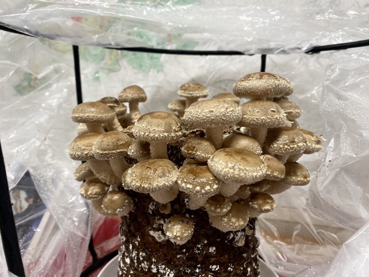 しいたけ栽培
昨日（4日目）→左
今日→右
5日目にして
こんなになりました🤩　すごい勢いです‼️
＃青森県　＃八戸市　＃しいたけ