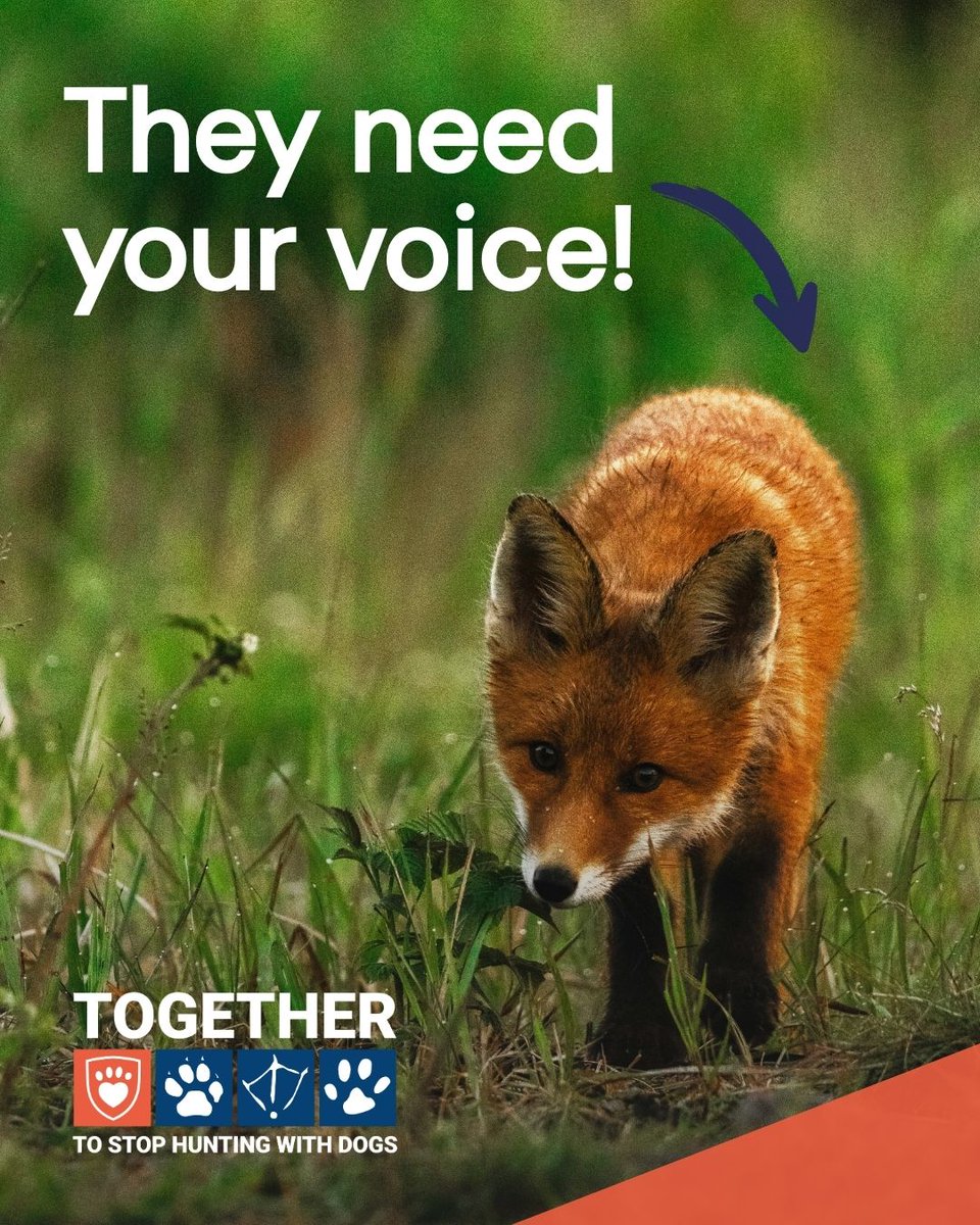 LeagueACS's tweet image. Foxes, hares and stags cannot speak for themselves, but you can speak up for them. Hunting with dogs causes immense suffering, yet it remains legal in Northern Ireland. 

Add your name to the petition: leagueacs.co.uk/YrFXD 

#TimeForChangeNI @USPCA_Official