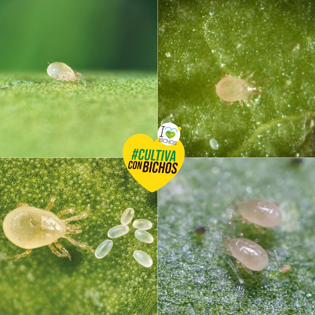 🌶️ El imprescindible en los pimientos: Amblyseius swirskii
Este ácaro depredador es uno de los enemigos naturales más eficaces que encontramos en muchísimas fincas de pimiento del sureste español. Su labor en el control biológico lo ha convertido en un auténtico imprescindible 💚