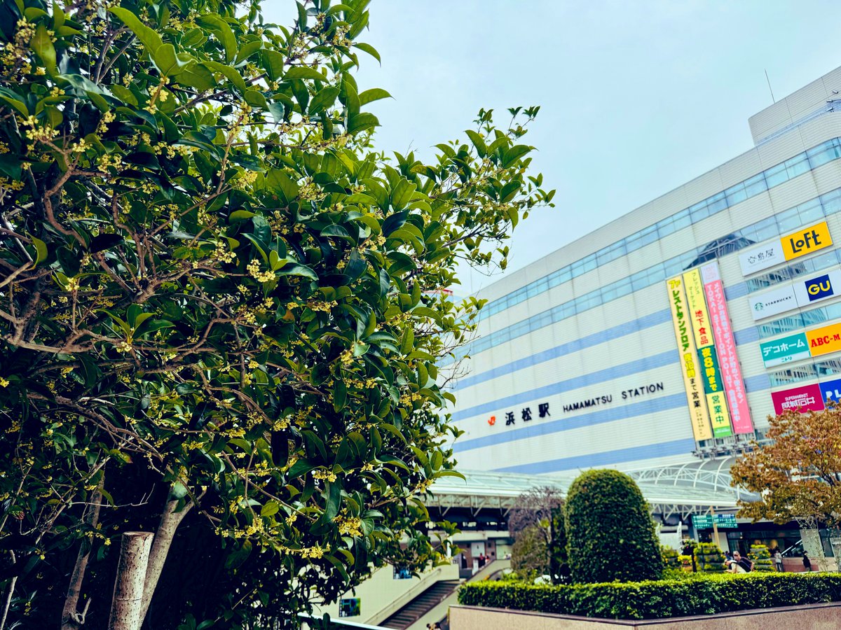 ゆうグレです😊

ふわっと金木犀の香り🍊✨
浜松駅前でもいい香りがして、思わず足を止めました☺️✨

今日も一日お疲れさまでした🌆✨明日もよろしくお願いしま〜す🥤✨

#企業公式相互フォロー
#企業公式秋のフォロー祭り