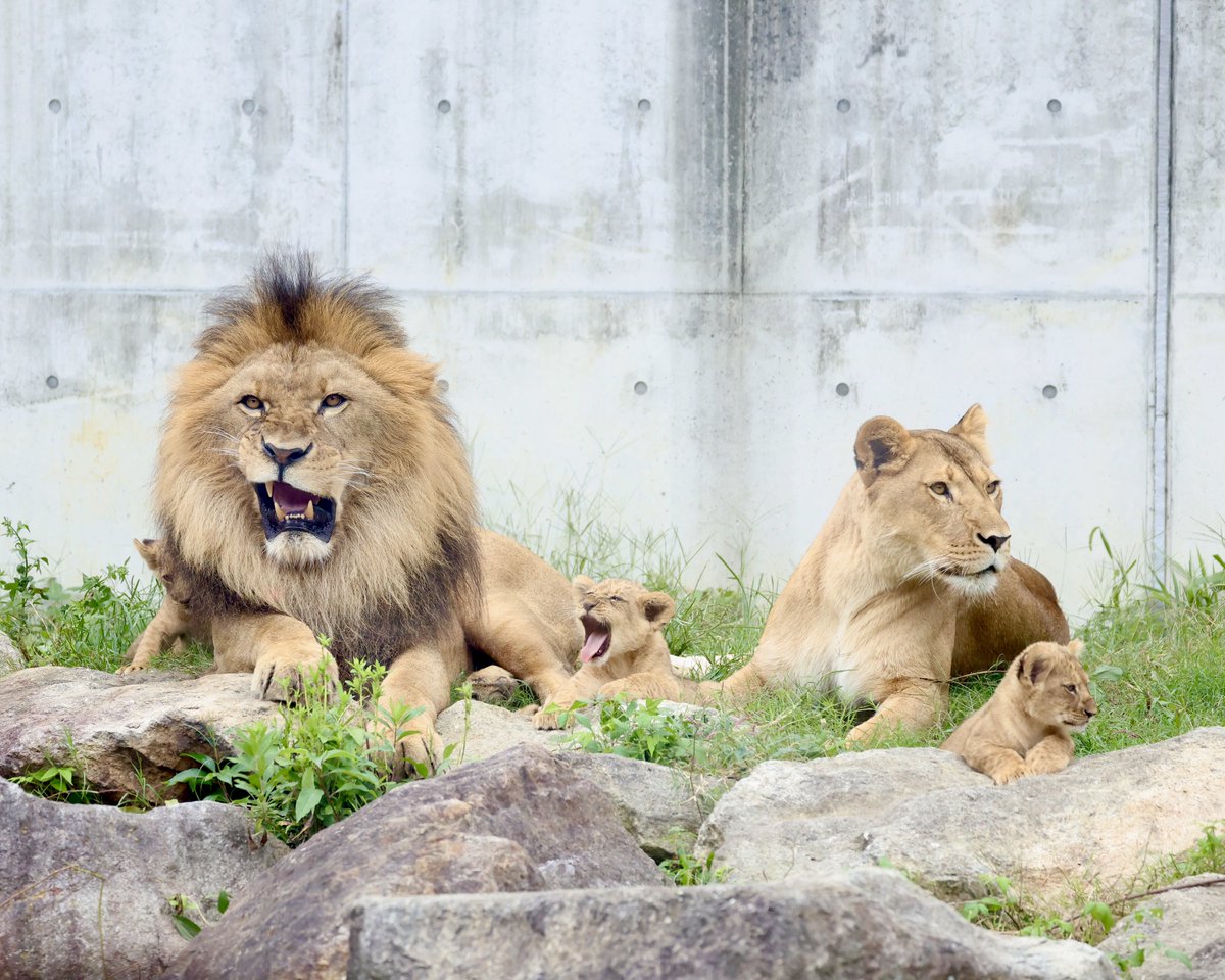 4VyczlmHPjgSL4r's tweet image. のんほいパーク(豊橋総合動植物公園)にて
本日10/21より父のアースも加わり5頭で大放飼場へ🦁
※日曜日と11/3はアースは小放飼場へ出るそうです
#のんほいパーク
#ライオン
R7.10/21撮影📷