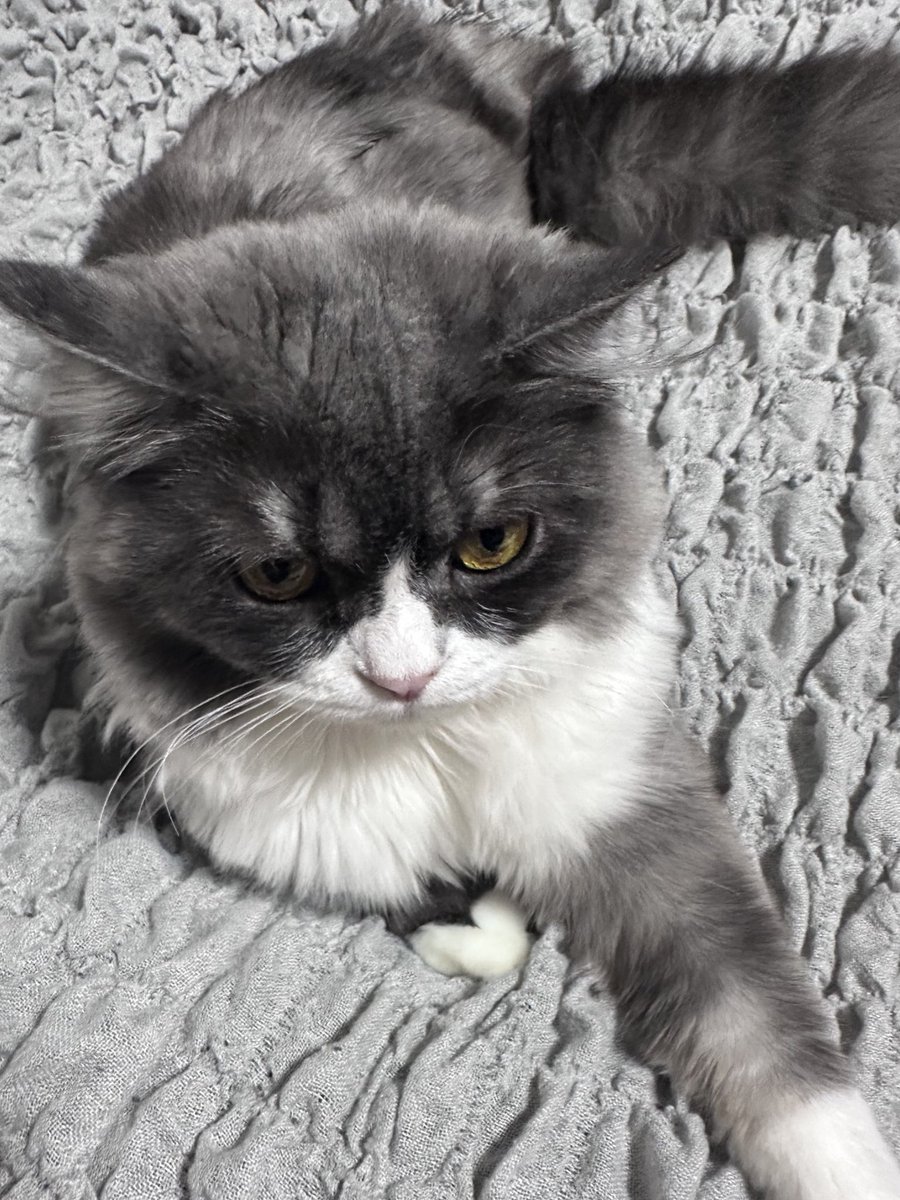 GE812_'s tweet photo. お外はもう涼しいを��り越して寒いよ🍁

#スコティッシュフォールド #cat #子猫 
#猫のいる幸せ #猫のいる暮らし #猫のいる生活 #猫好きさんと繋がりたい https://t.co/801kKevTdn