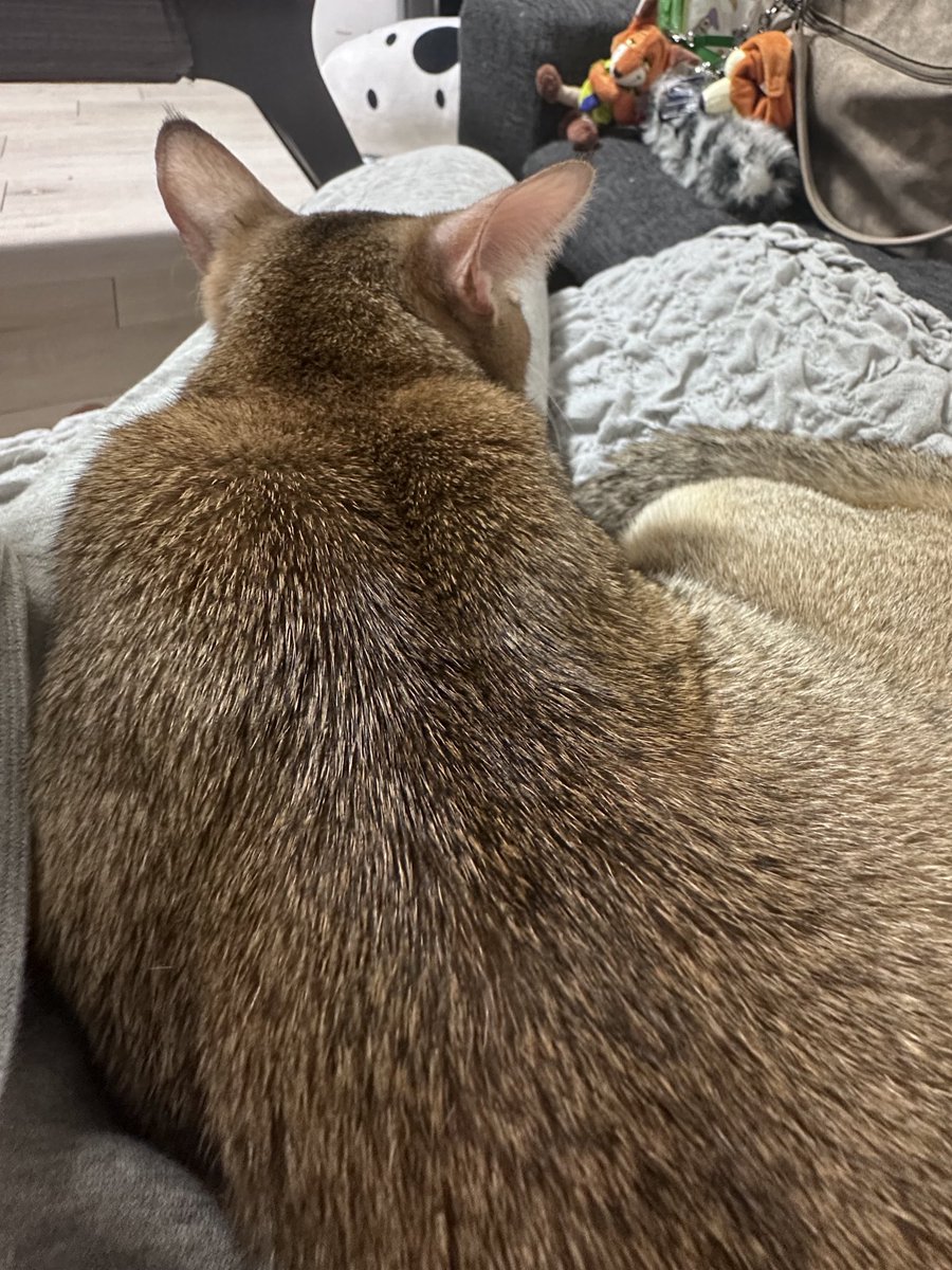 GE812_'s tweet photo. お外はもう涼しいを��り越して寒いよ🍁

#スコティッシュフォールド #cat #子猫 
#猫のいる幸せ #猫のいる暮らし #猫のいる生活 #猫好きさんと繋がりたい https://t.co/801kKevTdn