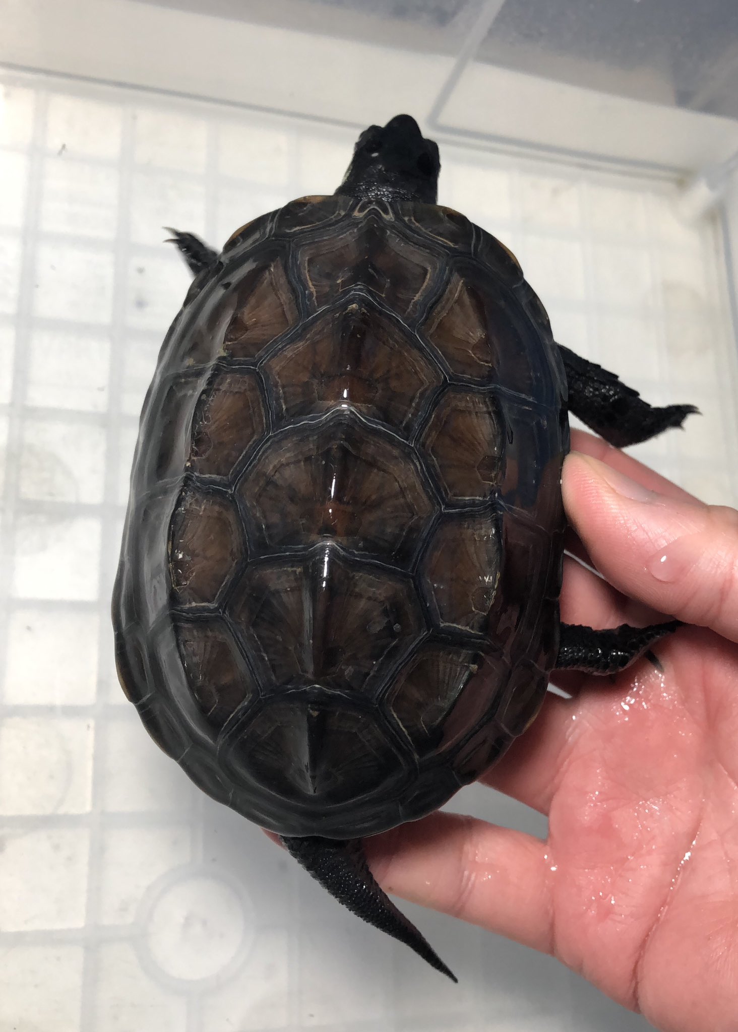 【カメ】 楽天市場】【送料無料】【中古】K24 純金 亀 かめ カメ 24金 約