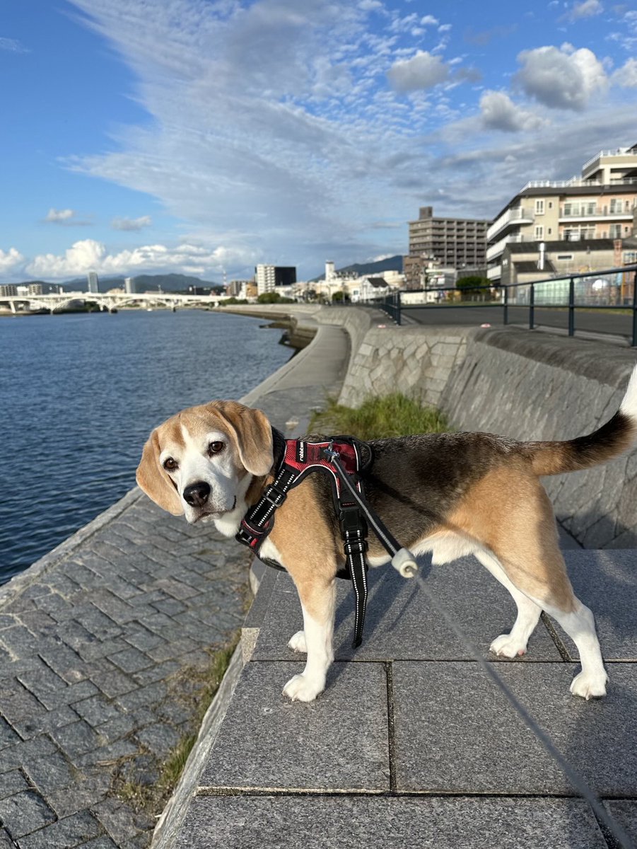 HELLO🐶🐾🐾♫
#ビーグル
#ビーグル小太郎
#beagle