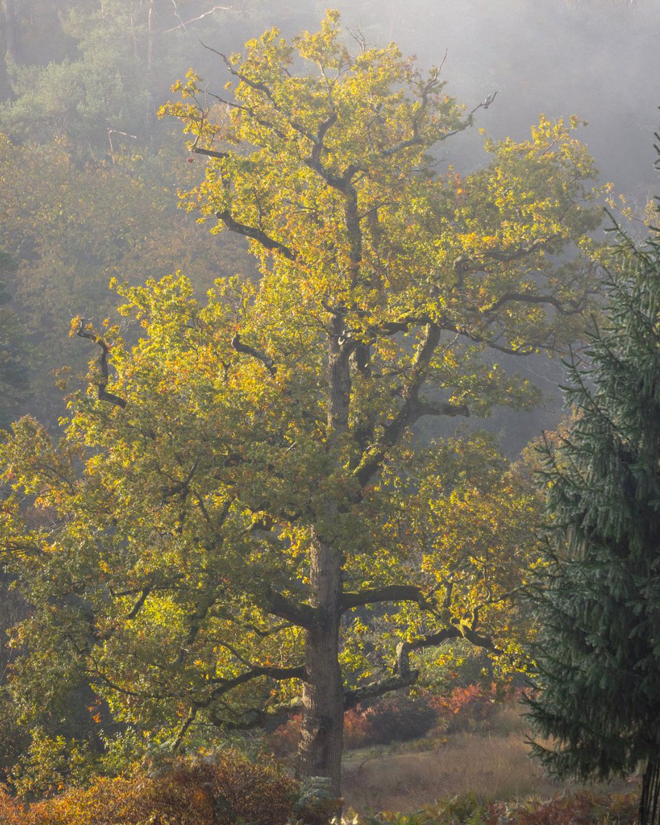 LeonardsleeG's tweet photo. Explore the beauty of autumn at Leonardslee! A day spent surrounded by vibrant colour and outdoor adventure awaits! 🍁🌳 #Autumn #AutumnColour https://t.co/bXJLcRoK6r https://t.co/kKACO6Kbso