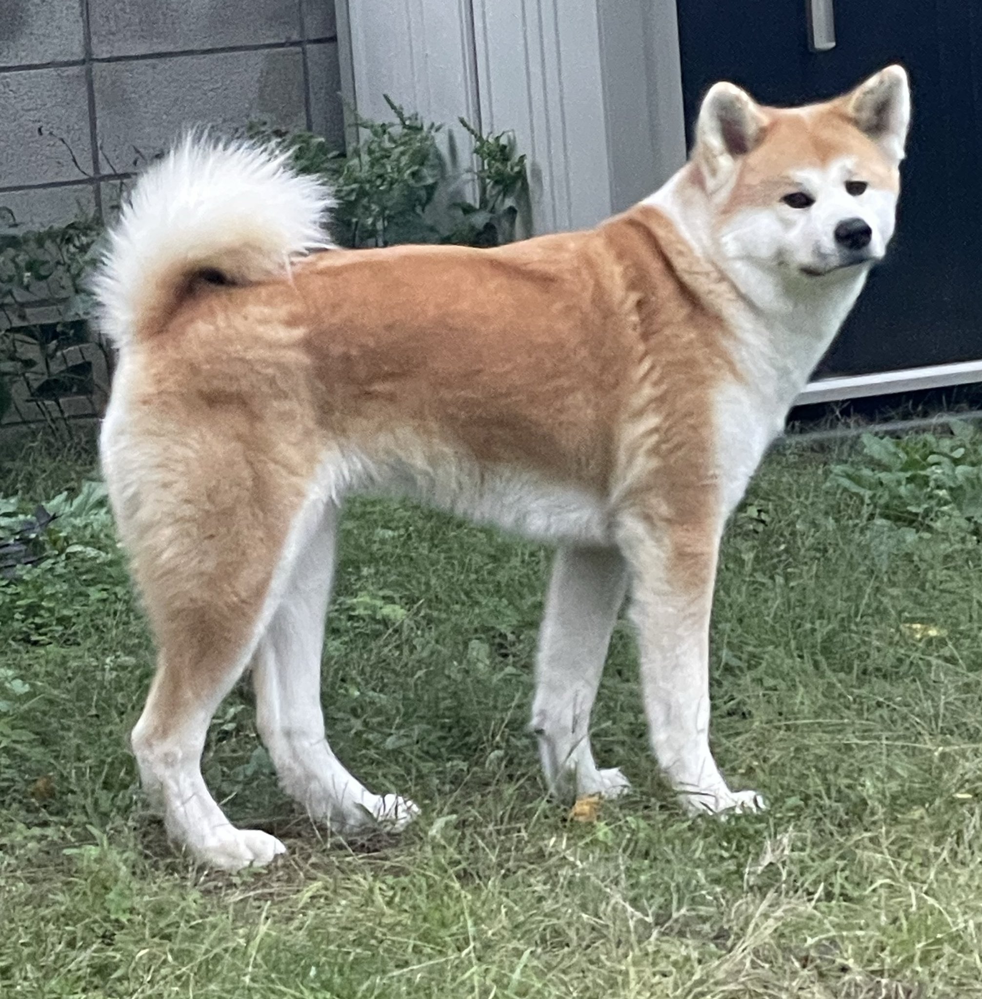 秋田犬ルナ on X: 