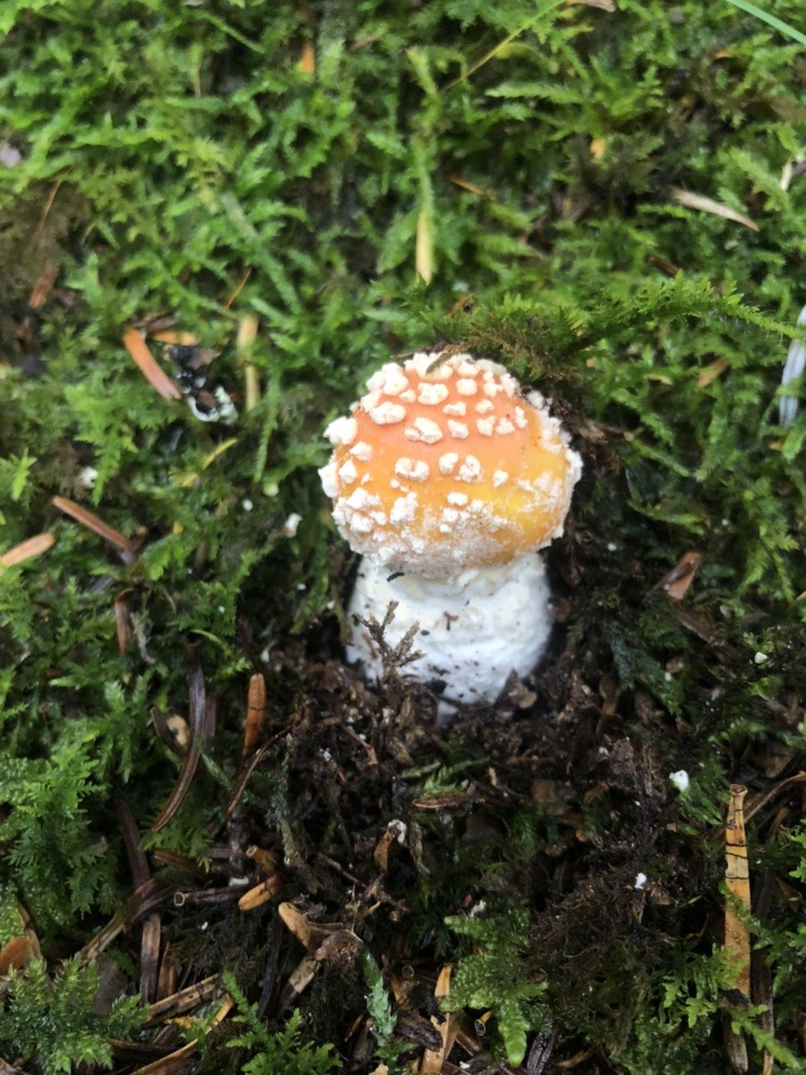 ベニテングタケの黄色型をどうぞ！
#美しいキノコ選手権
#美しいキノコ選手権2025