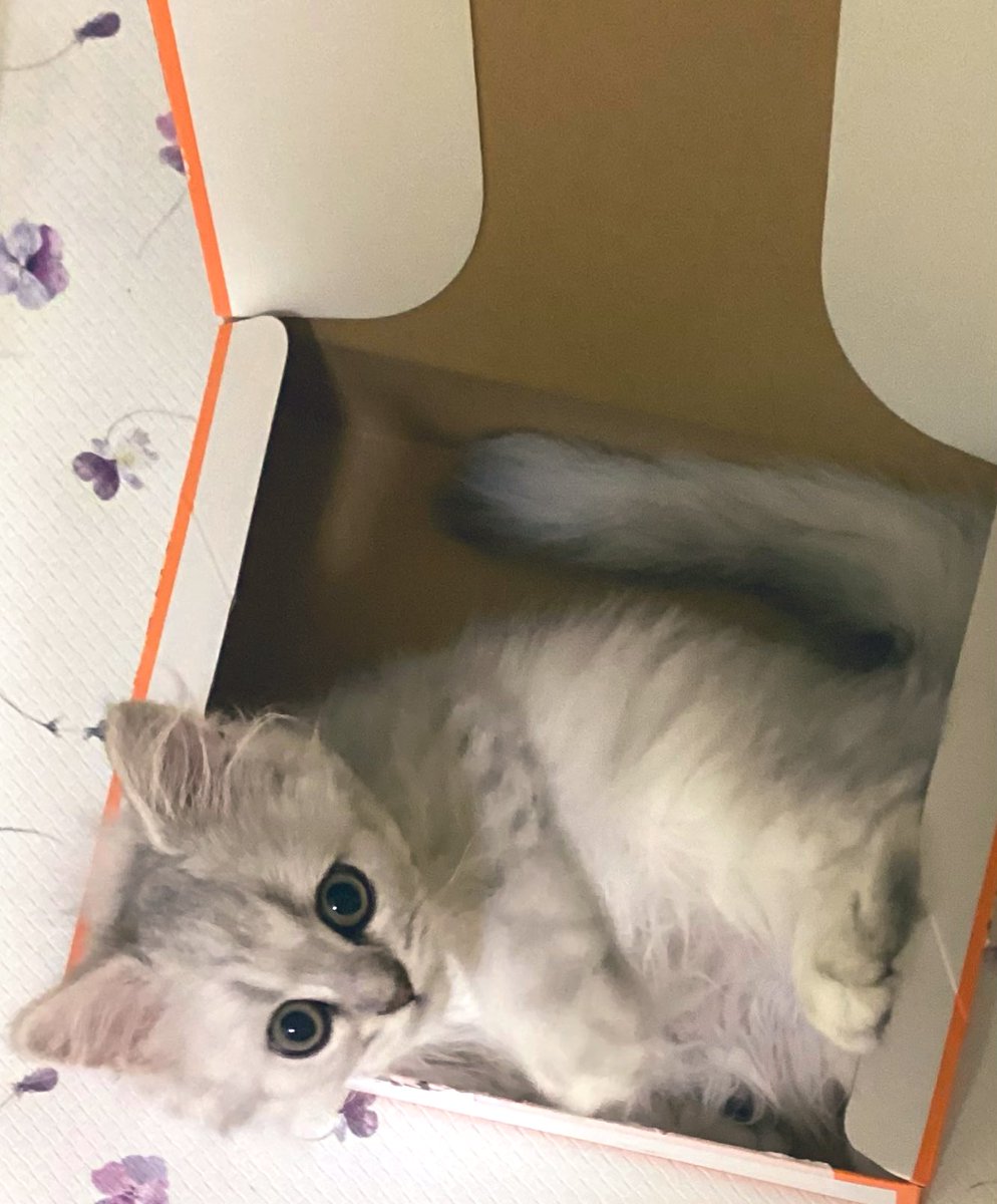 あーにゃん (@anyanz717) / Posts / X