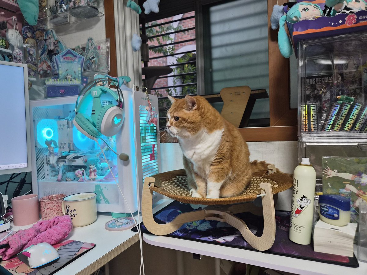 weed0246's tweet image. 책상위치 바꾸며 제일 신경썻던 고양이자리