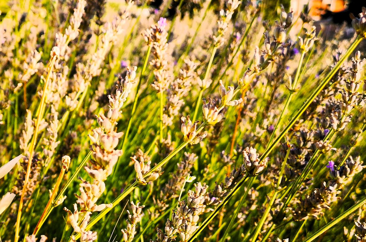 Este otoño comienza con las manos llenas de lavanda: laacequia.blogspot.com/2025/10/lavand…