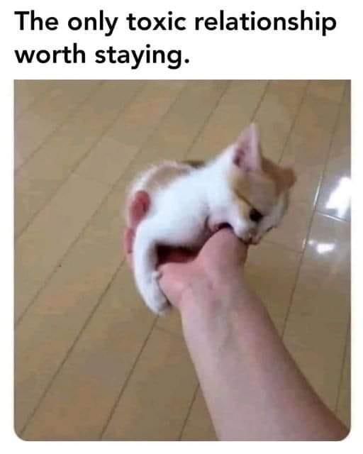 WholesomeMemes (@wholesomememe) on Twitter photo 