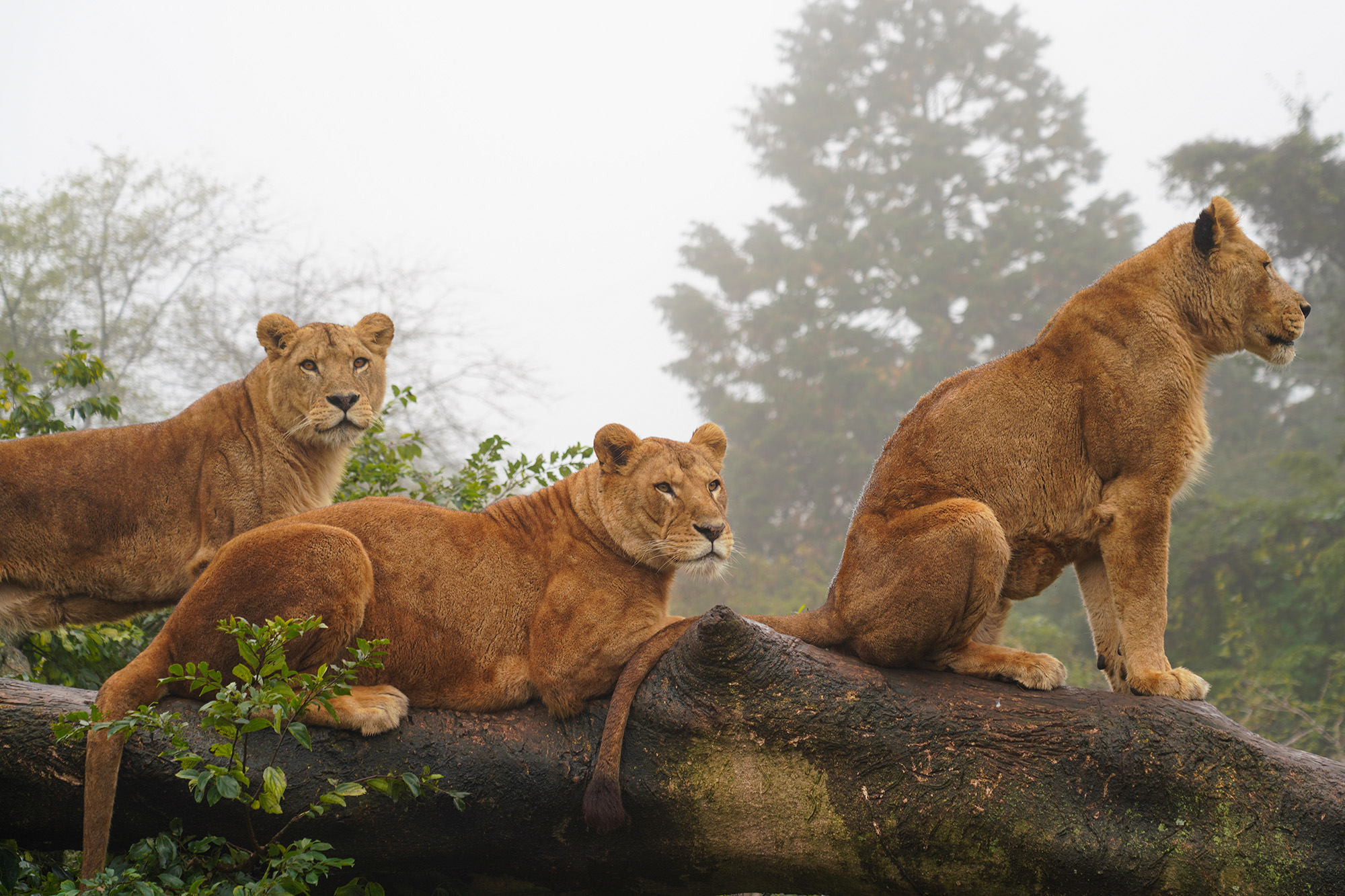 富士サファリパーク公式 on X: 