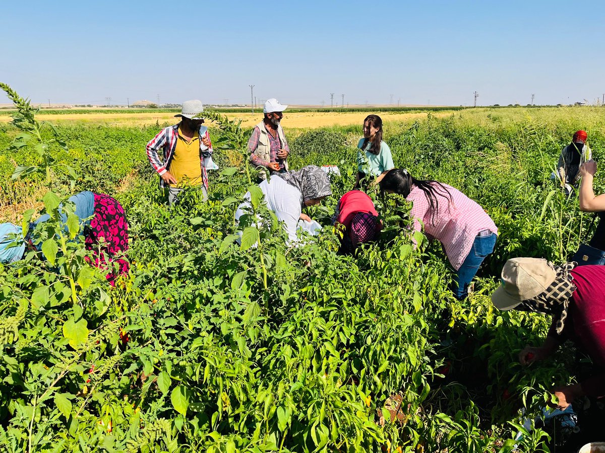 Rıhada isot hasadı devam ederken emekçi kadın arkadaşlarımızı ziyaret edip yoksulluğa emeğin sömürülmesine karşı mücadelemizi büyüteceğimizi konuştuk💐