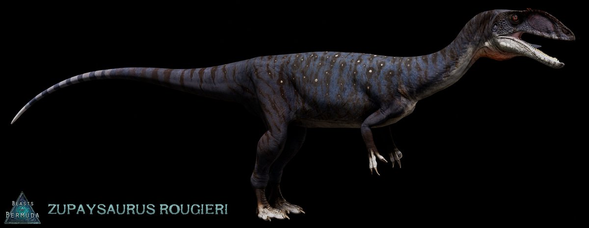 Acro_Atokensis's tweet image. 【恐竜ゲーム最新情報】
Beasts Of Bermuda 公式Discordより
ズパイサウルスの制作が開始
スカベンジャーや擬態などこれまでにない能力になりそうだ。
また背中の羽毛の有無などのカスタマイズもあるようだ
実装は来年夏頃だと思われる。
#beastsofbermuda