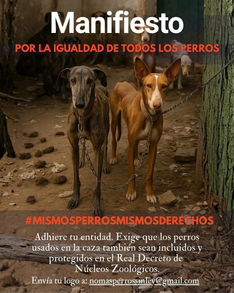 🛑URGENTE: DIFUSIÓN 

MISMOS PERROS MISMOS DERECHOS

Quieren excluir a los perros de caza y trabajo del real decreto de núcleos zoológicos

Se ha escrito este manifiesto:
 docs.google.com/document/d/1m-…

Comunicad vuestra adhesión y mandad logo a:  nomasperrossinley@gmail.com