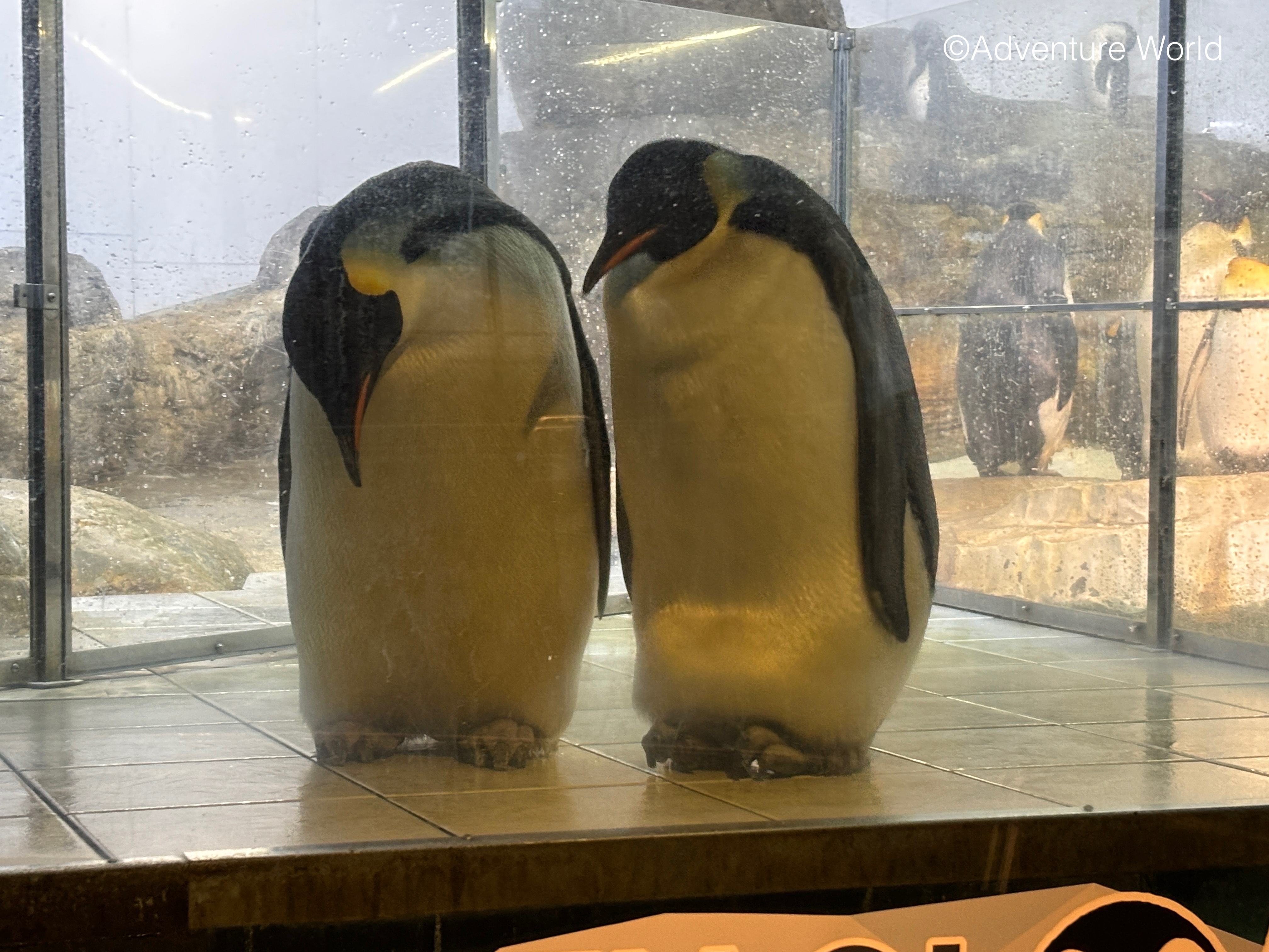 はなぶーページ♡⃜ Speed Shift / Blue｜MIKIOSAKABE&JennyFax公式ストア