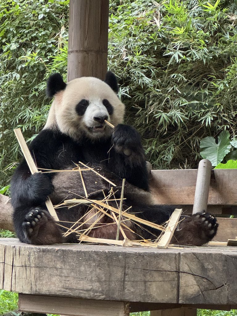 pandas_fr's tweet image. 🐼 🇨🇳 Le mâle Ting Zai (婷仔), surnommé « black belly » est né le 29 juillet 2018. Sa mère est Ting Ting (婷婷), née le 29 août 2005 à Wolong, et qui a rejoint #Chimelong en mars 2008 où elle vit toujours.
📸 21 octobre 2025 matin / ©️ Jérôme POUILLE / panda.fr