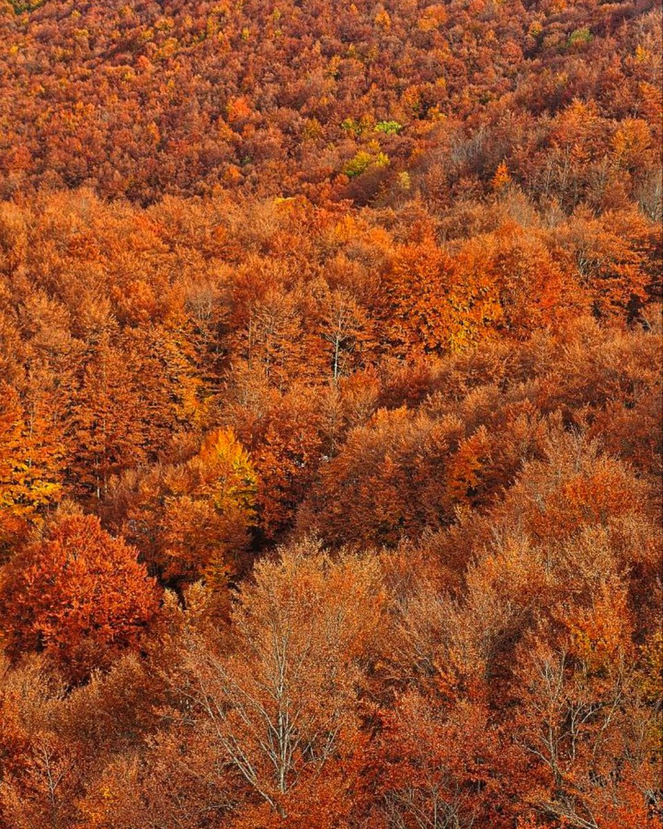 Per chi come noi ama le atmosfere calde di questa stagione, essere al Lago Santo modenese in questi giorni d'autunno è un obbligo morale. 

Se ancora non l'avete fatto, fateci un salto, ma fate in fretta! ⏳🍁

Ph <a href="/Iperbole_/">Fabio 🏳️‍🌈 🟥🟦</a> | Via #modenaedintorni