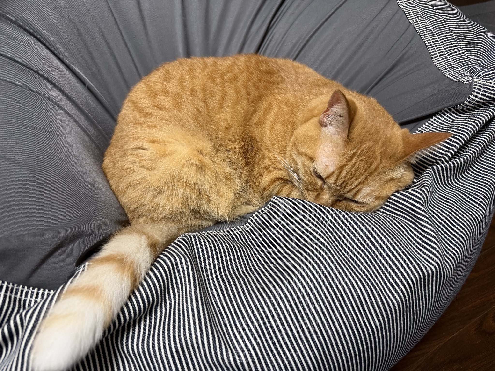 猫夫人(=^ェ^=)グレージュ♡ベージュ♡オレンジ♡ピンクセットアップ２点 えっくす☆きゅーと ふぁみりーmeow×meow a・la・mode～Cat