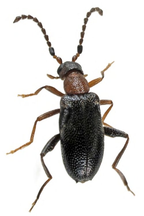 AeEntomologia's tweet photo. Nuevo artículo en el Boletín de la AeE 

Coleópteros nuevos o interesantes de Andalucía (sur de España) -2.ª nota (Insecta, Coleoptera)

Descarga gratuitamente en: https://t.co/fPuhqAuTzp https://t.co/VDR1WtxIgD